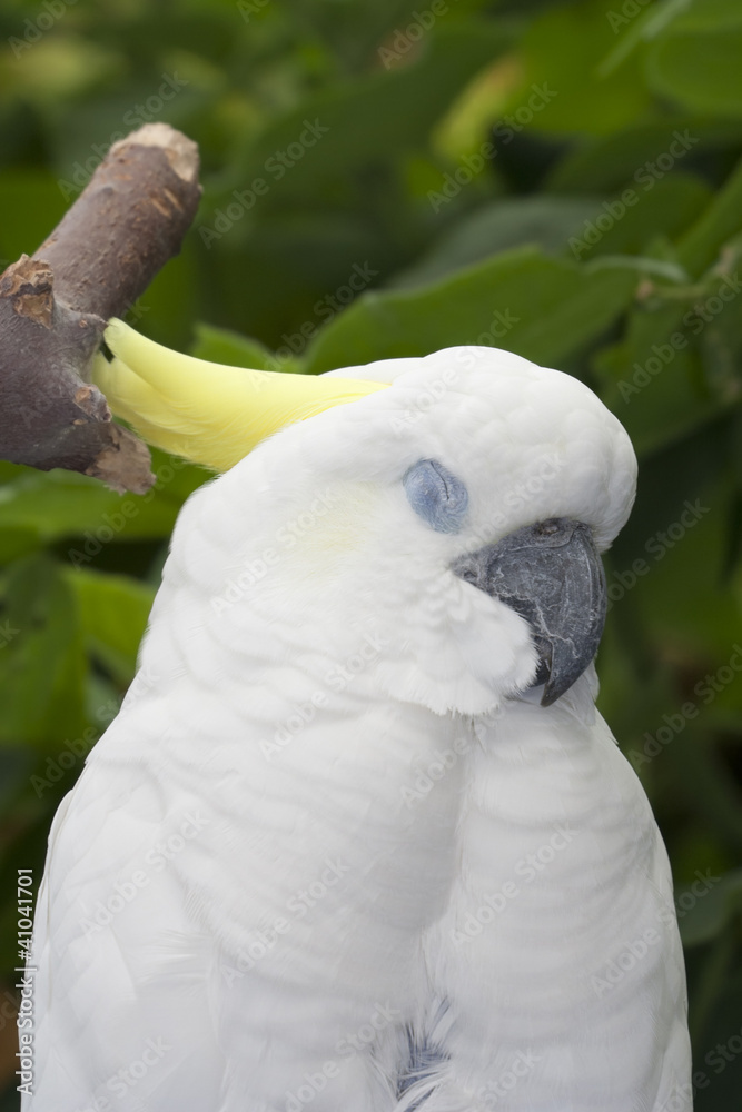 Sulphur Crested Cockatoo Portrait