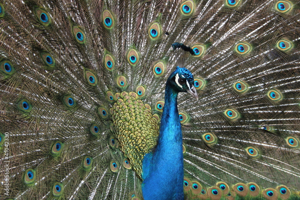 Fototapeta premium Peacock