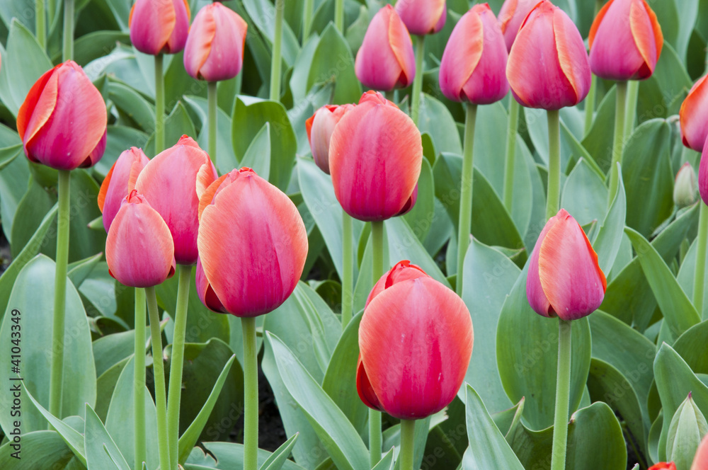 Obraz premium tulip in flower field