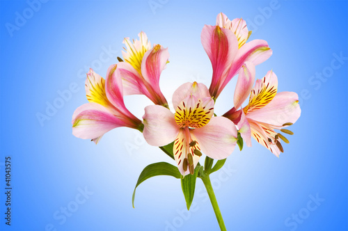 Colourful lilies against gradient background