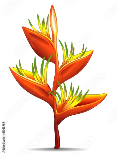 Heliconia-Fiore Rosso Tropicale-Tropical Red Flower-Vector