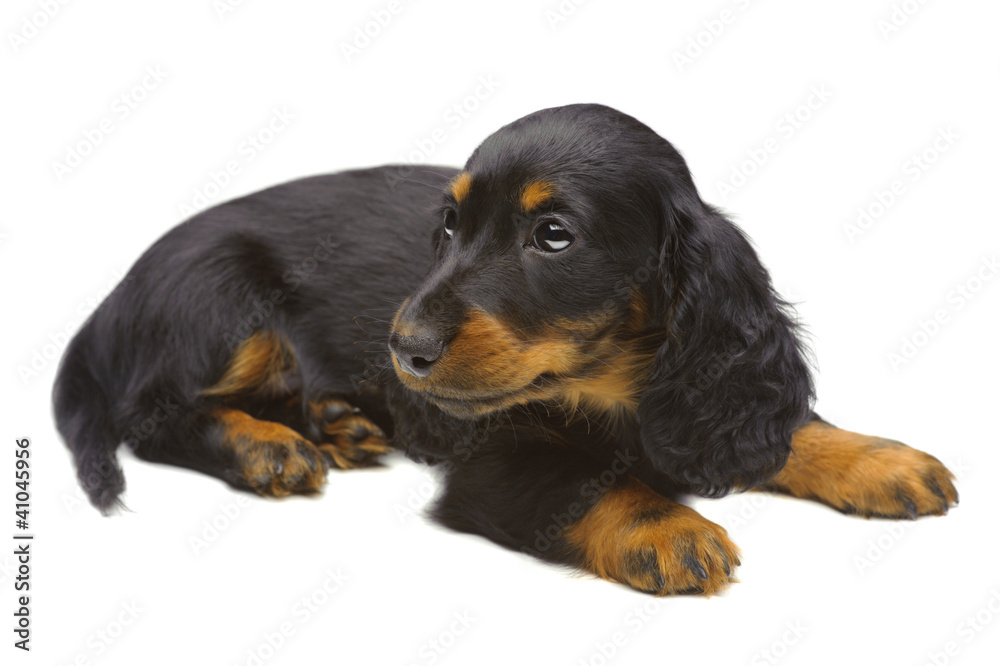 Portrait of puppy of Dachshund