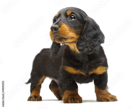 Portrait of puppy of Dachshund