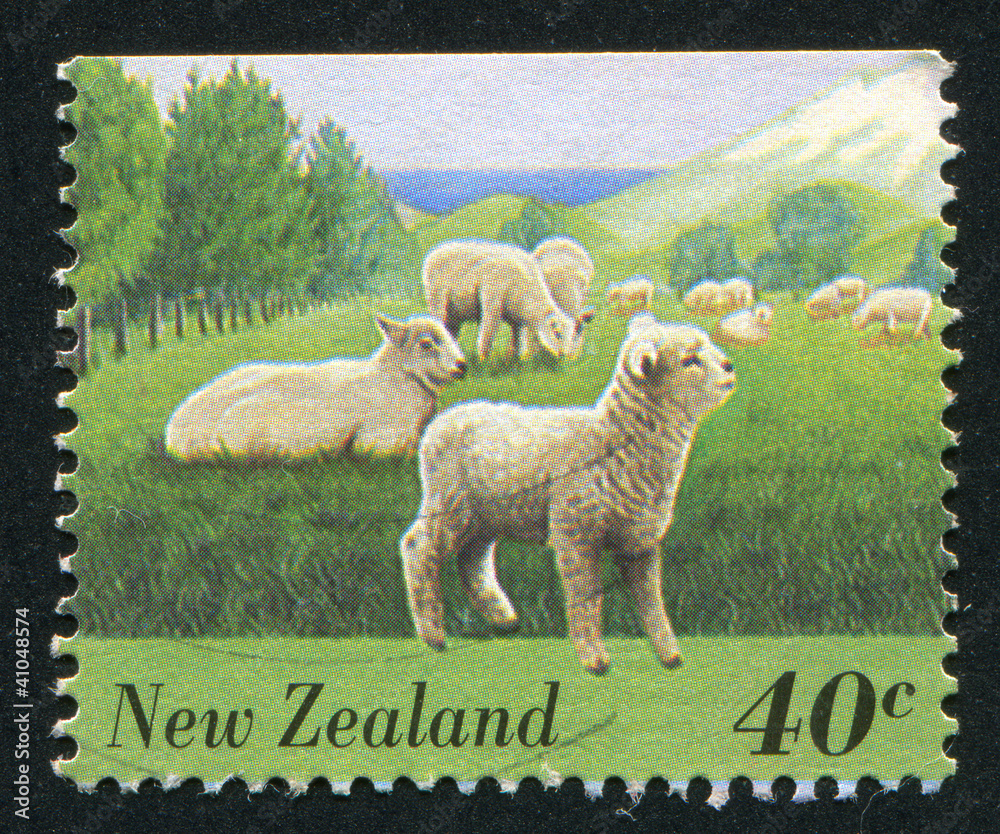 Obraz premium Flock of Sheep and Lambs