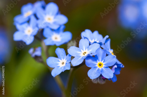 beautiful blue flowers
