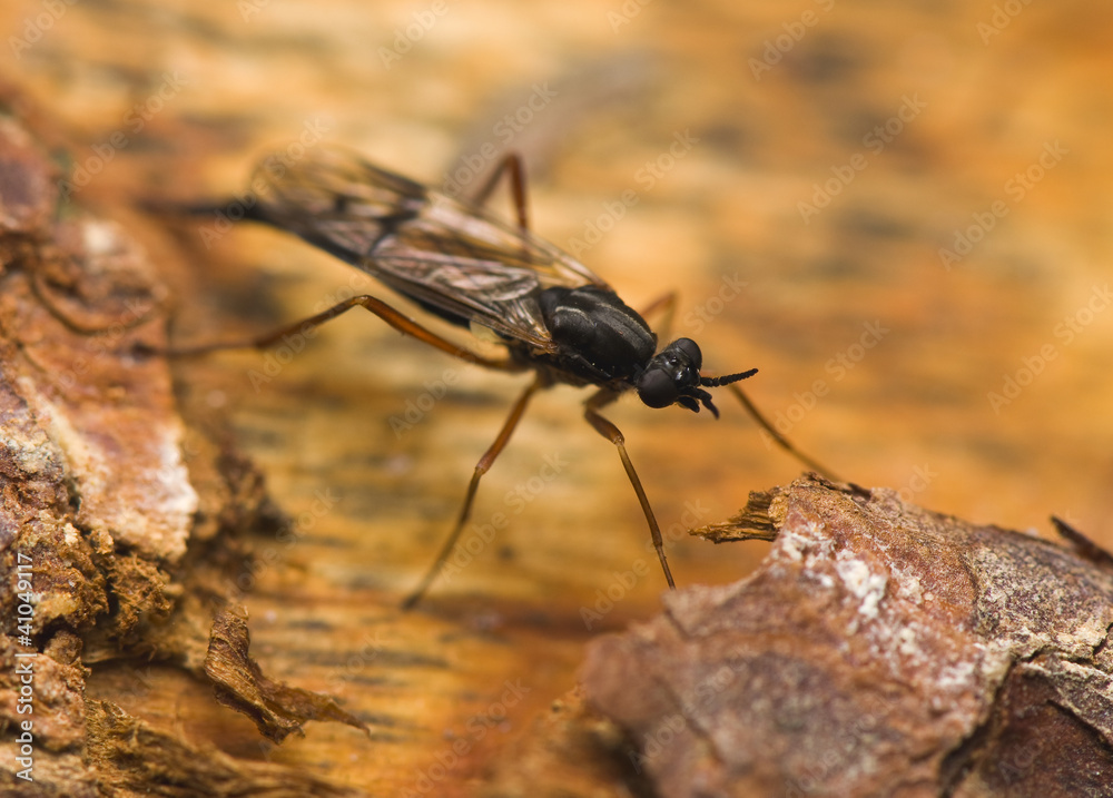 Fototapeta premium Ichneumonidae Xylophagus ater