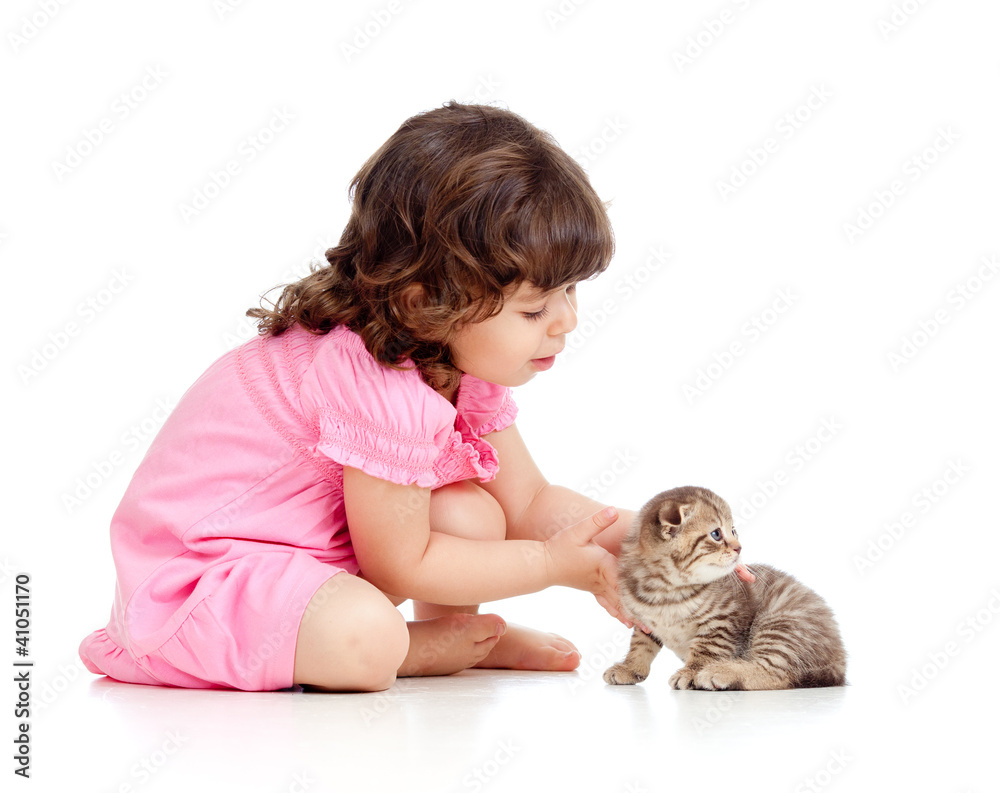 funny child playing with Scottish kitten funny child playing with Scottish kitten