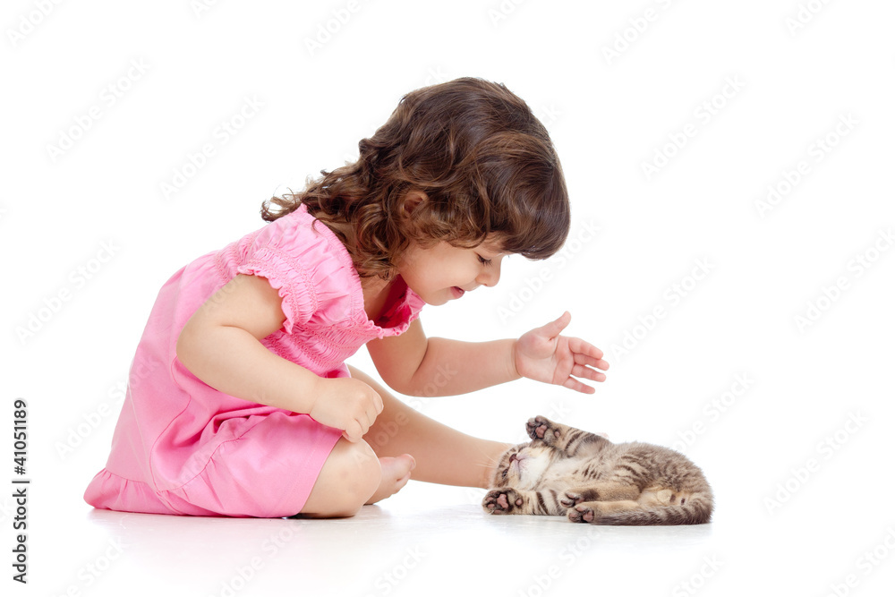 funny child playing with Scottish kitten funny child playing with Scottish kitten