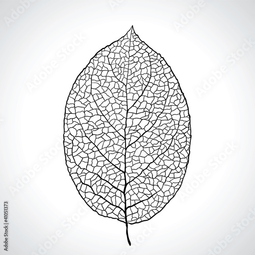 Black macro leaf natural isolated. Vector illustration.