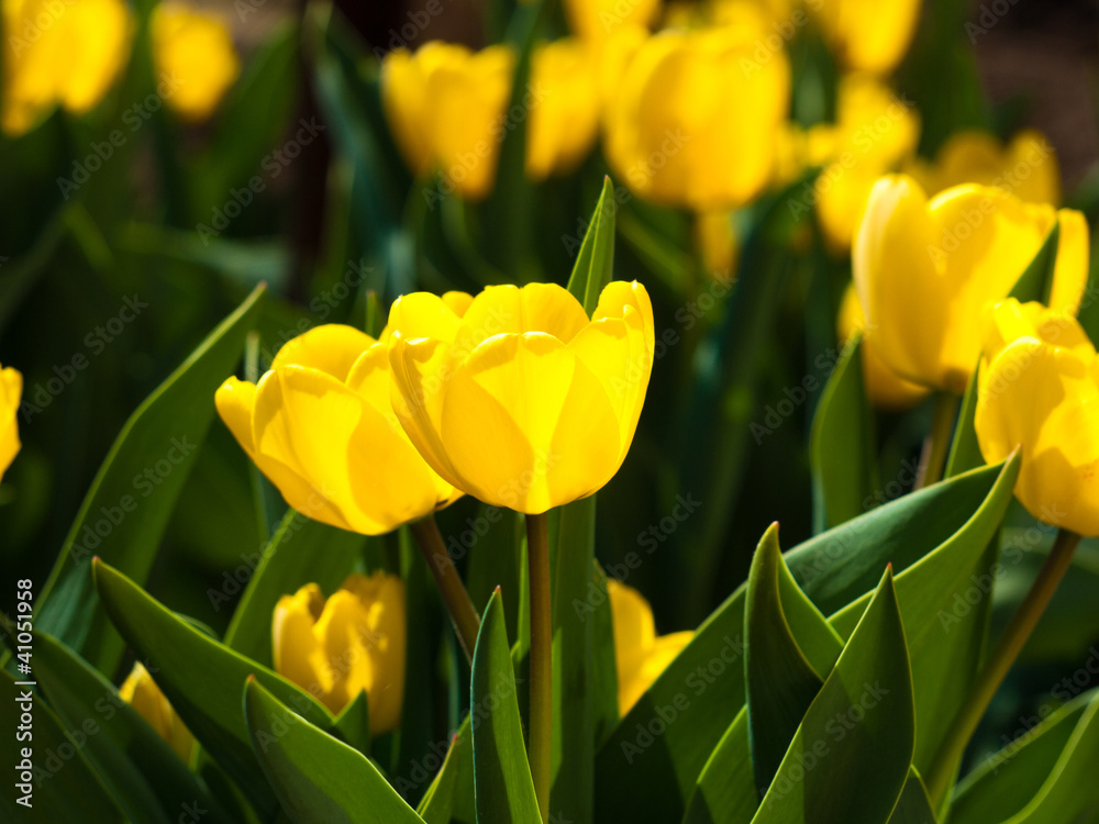 Obraz premium yellow tulips