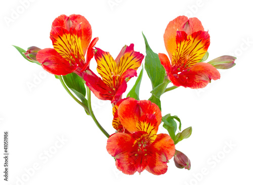 Orange flowers and green leaf