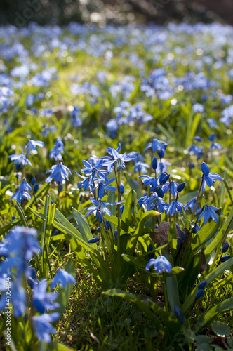 Blausternwiese in der Fr  hlingssonne