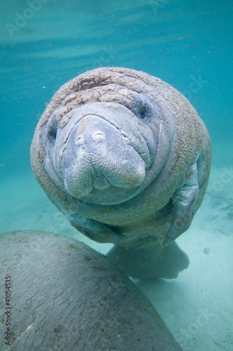 Kids Manatee