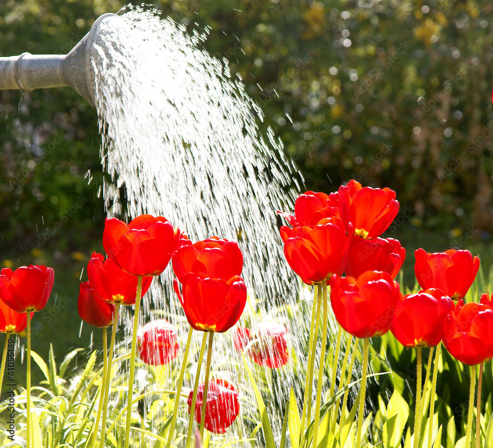 Blumen gießen StockFoto Adobe Stock
