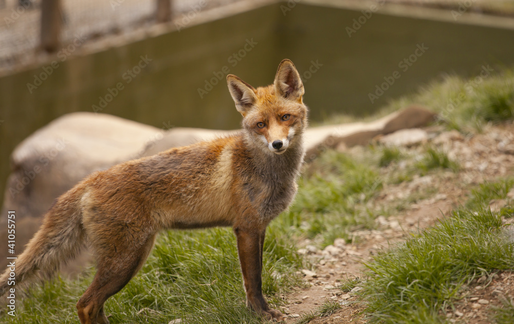 Closeup of a beautiful fox in semi aware of any movement