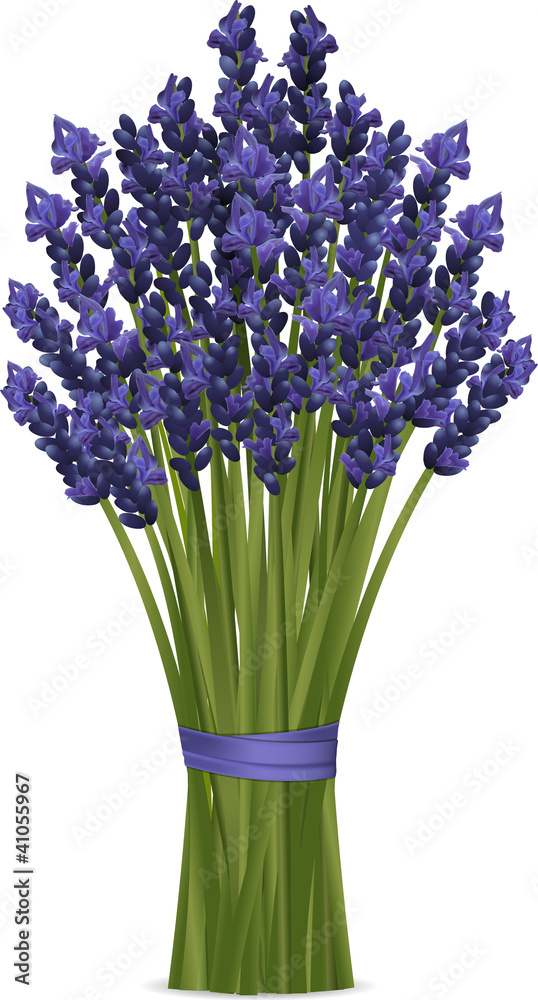 Fototapeta premium lavender bunch