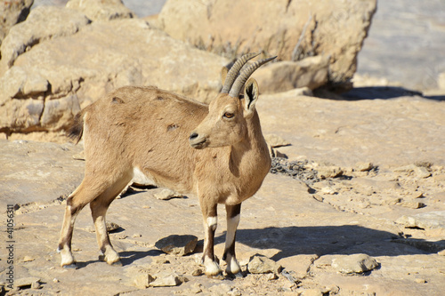 Wild goat in Negev desert.