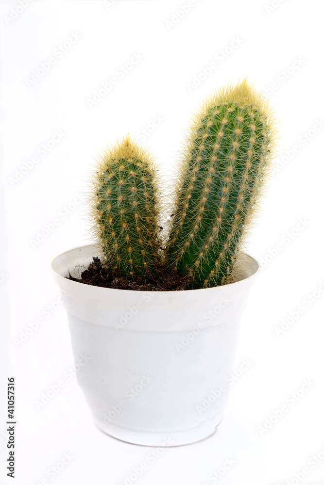 cactus cactus