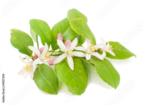 Branch of a lemon tree with flowers