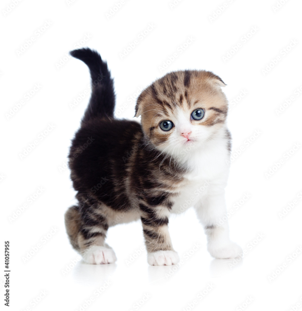 Obraz premium Scottish fold baby cat