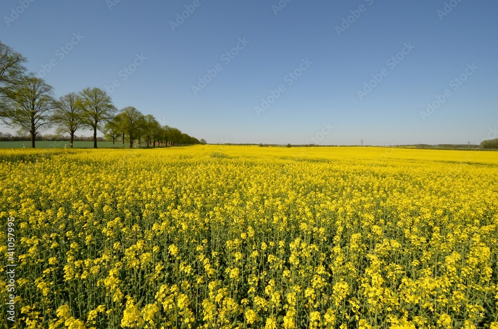 Fototapeta premium Rapsfeld