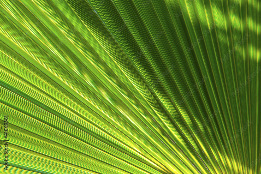 beautiful pattern of palm trees beautiful pattern of palm trees