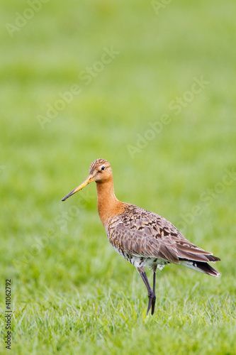 Black Tailed Godwit at a green background