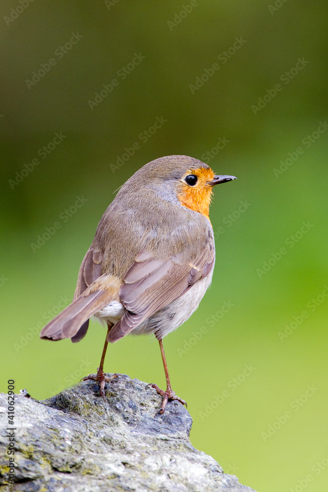 Robin bird Robin bird