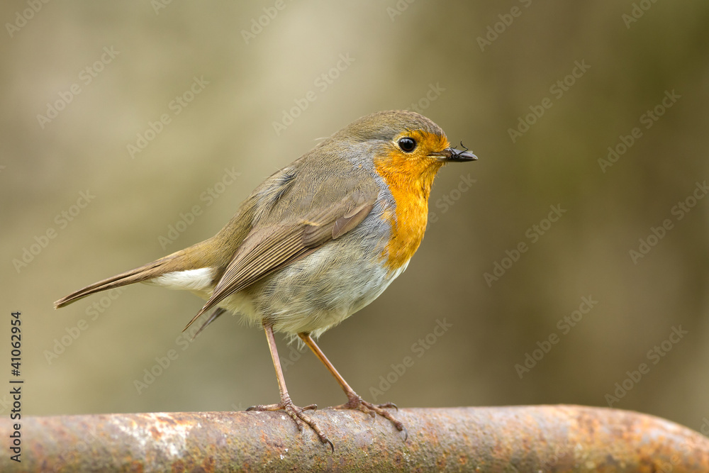 Robin bird