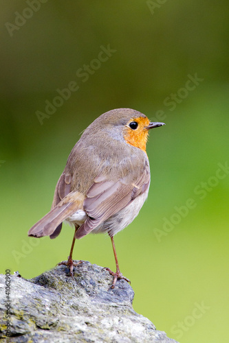 Robin bird © Menno Schaefer