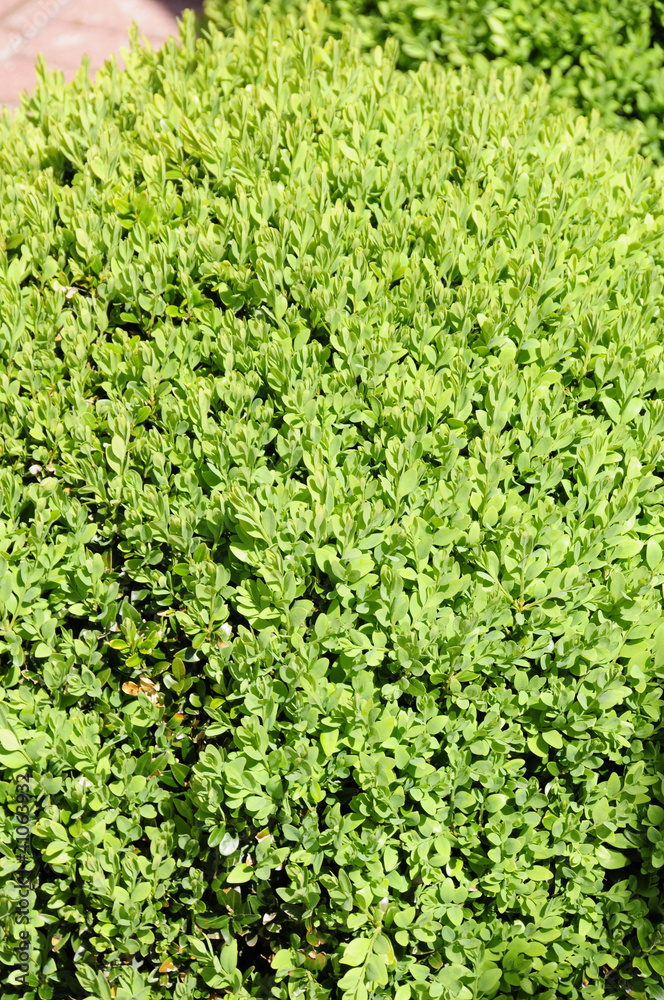 Buchsbaum Buchsbaum