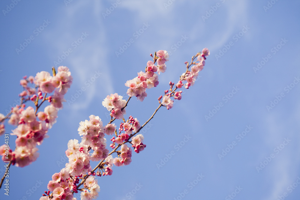 Cherry blossom tree Cherry blossom tree