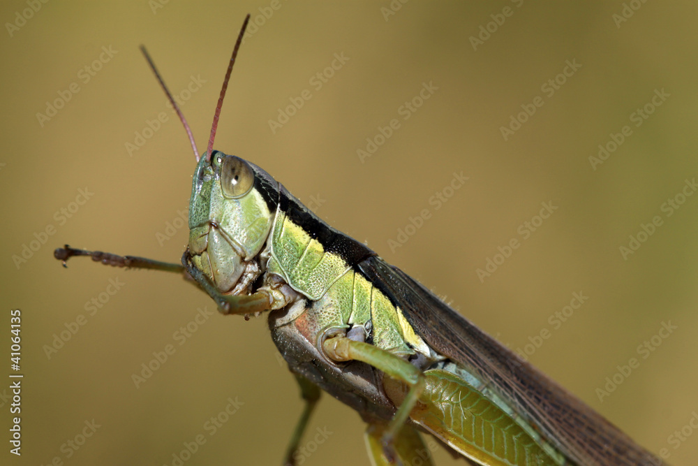mating locust mating locust