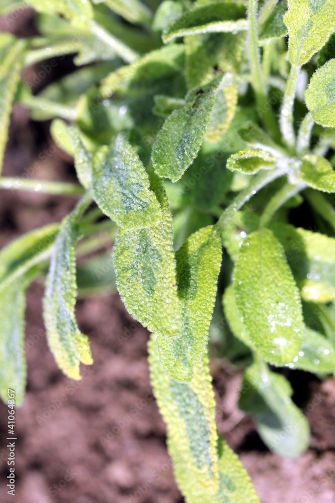 sage plant sage plant