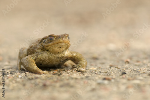 Bufo bufo