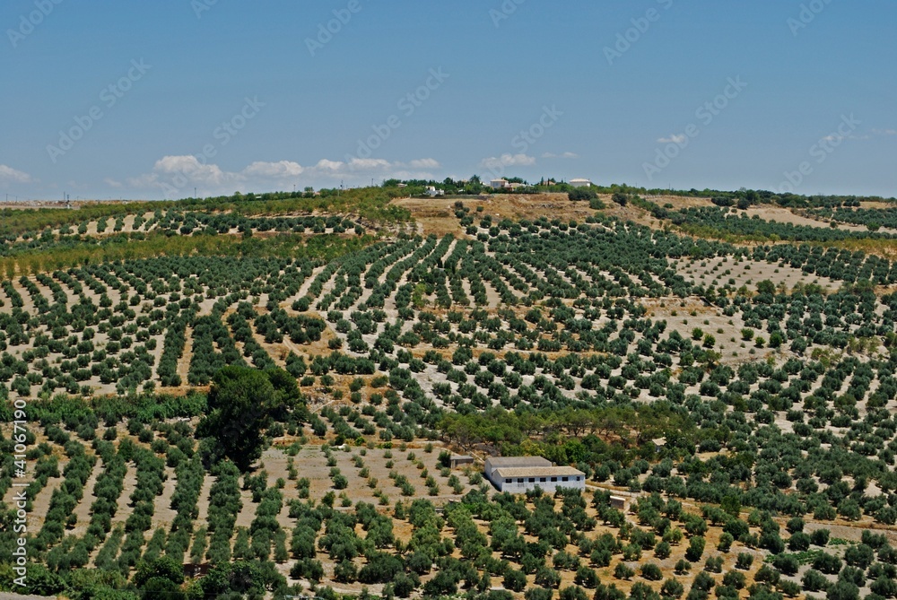 Olive groves in mountains, Andalusia © Arena Photo UK