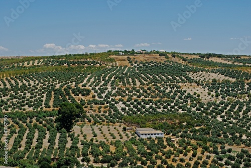 Olive groves in mountains, Andalusia © Arena Photo UK