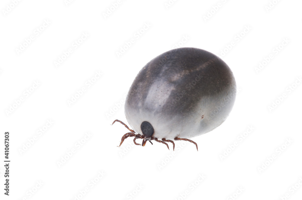 Ixodes Ixodes