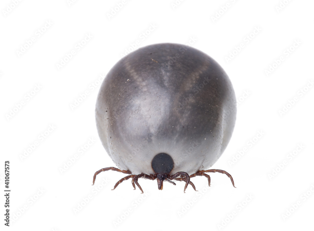 tick