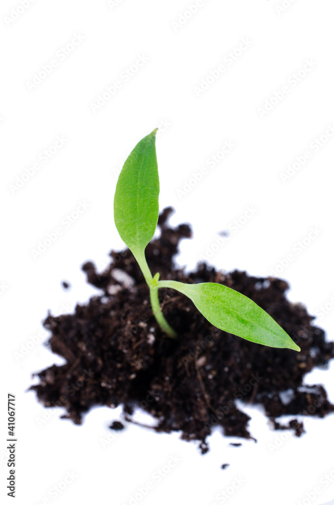 Sprout Sprout