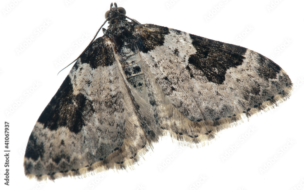 Moth