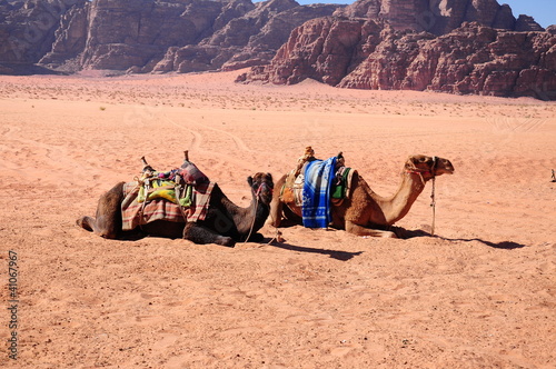 camels on desert © berna_namoglu