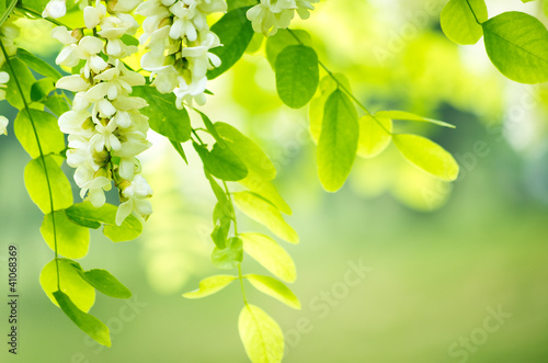 acacia flowers