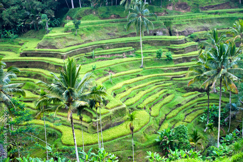Amazing Rice Terrace field, Ubud, Bali,  Indonesia.