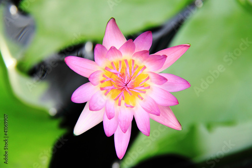 Color Pink Lotus