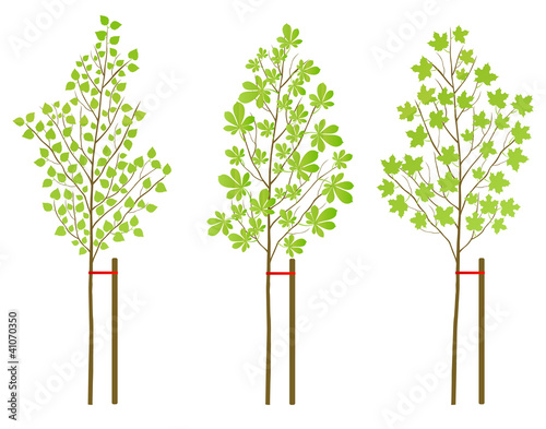 Chestnut, maple and birch tree plants vector background set