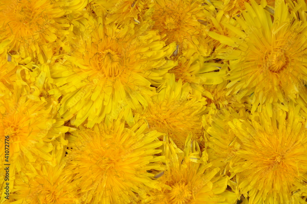 A yellow dandelion flower background A yellow dandelion flower background