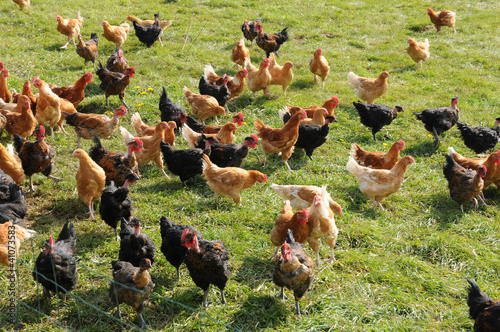 France, poultry farming in Brueil en Vexin photo