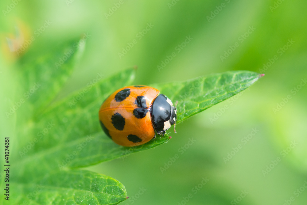 Fototapeta premium ナナホシテントウのアップ