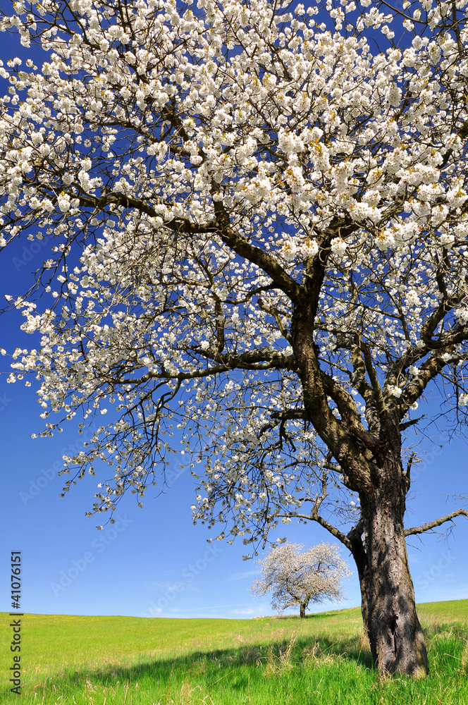Fototapeta premium Blooming cherry tree in the national park Sumava